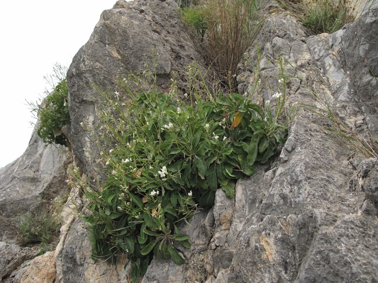Brassica insularis